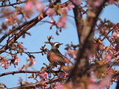 桜の木で一休み