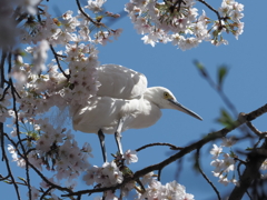 桜の木で一休み