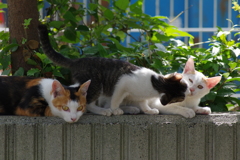 猫一家