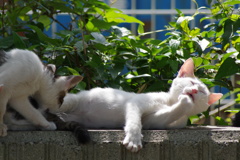 兄弟猫