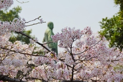 桜・靖国通り