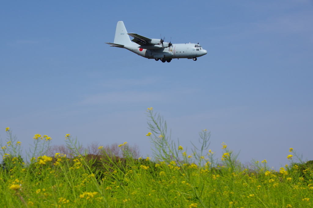 菜の花とC130R