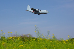 菜の花とC130R