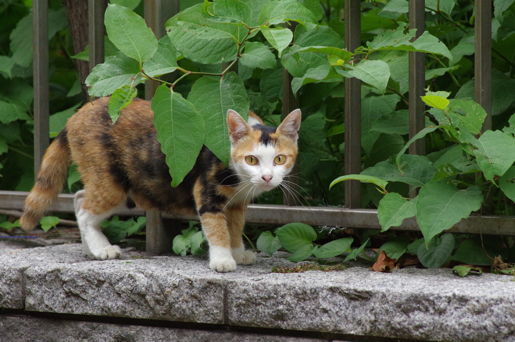 近くにいた猫