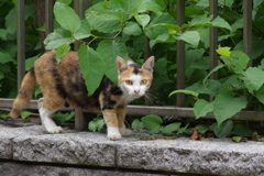 近くにいた猫