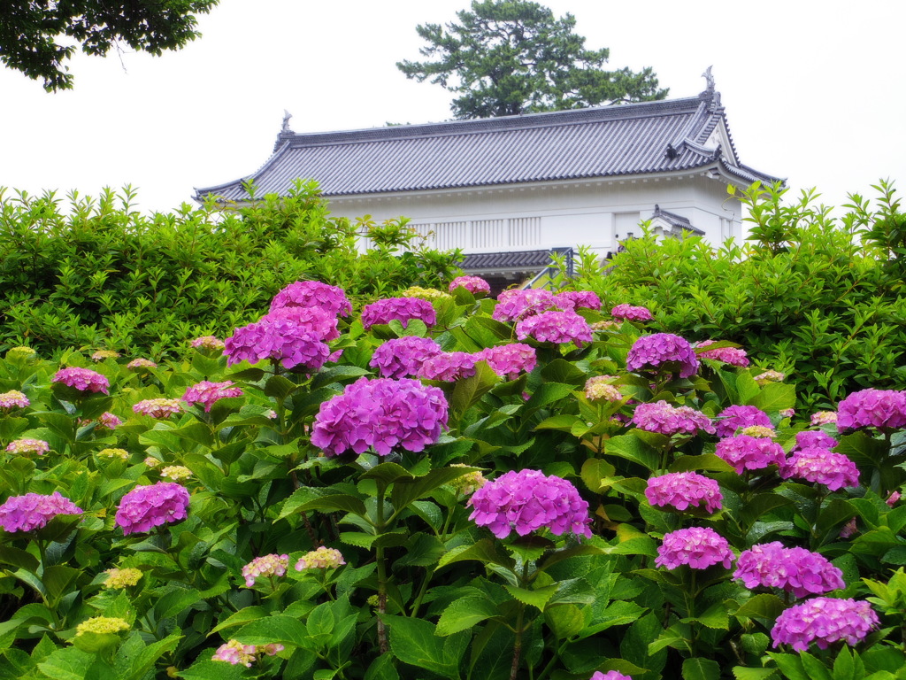 雨の小田原城②