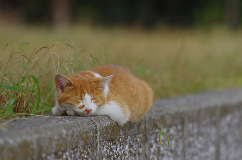 まったり