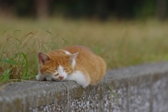 まったり