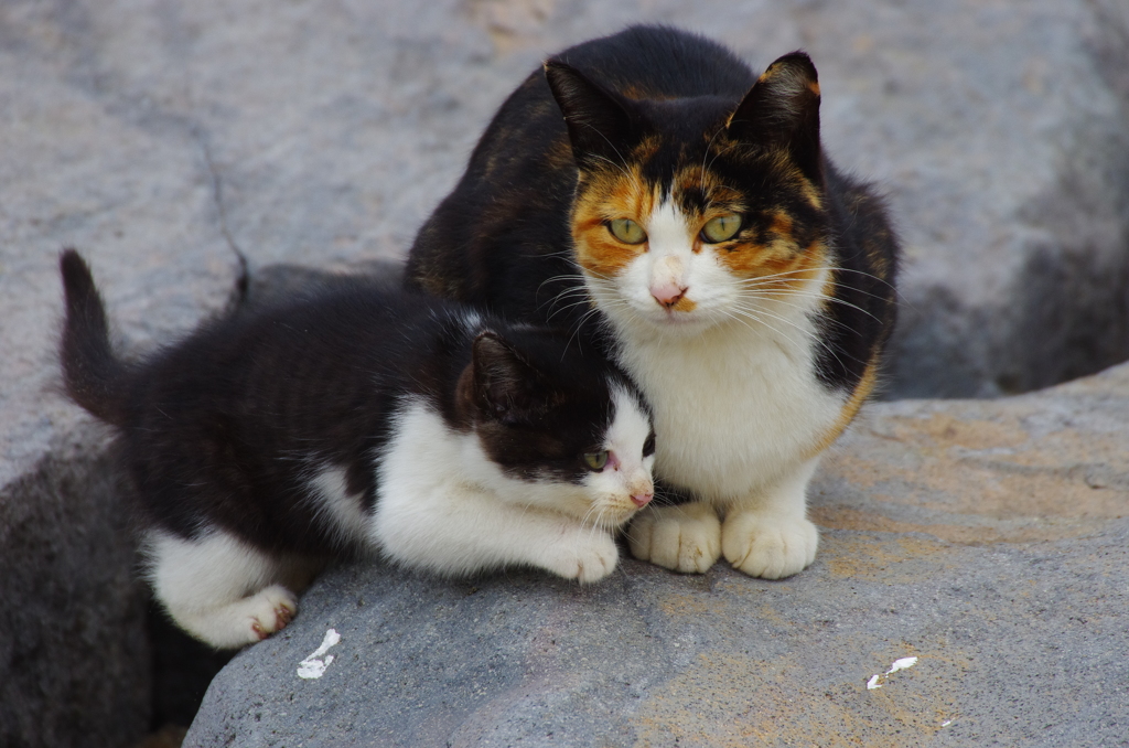 親子ねこ