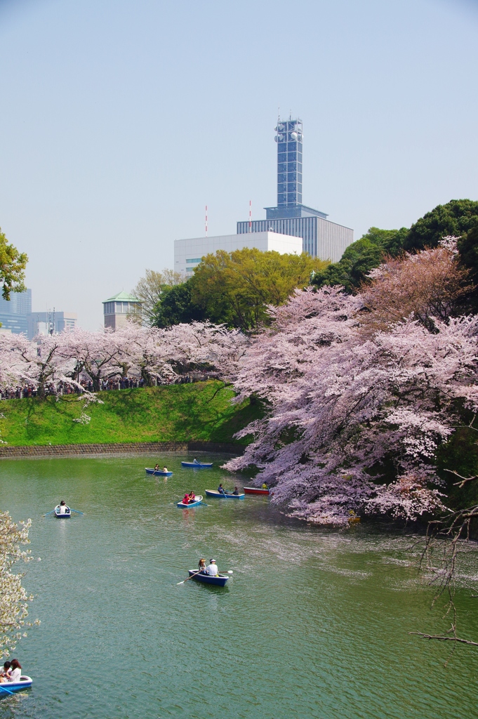 お堀の桜