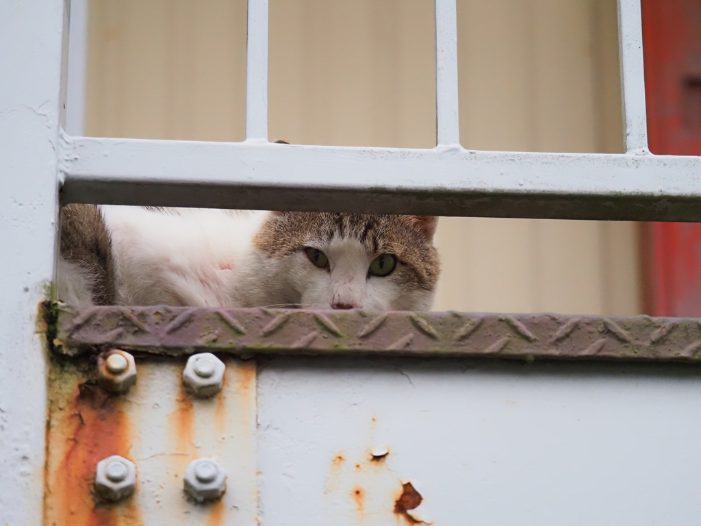 ご近所ねこ②