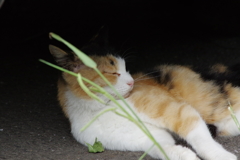 くつろぎ過ぎですな