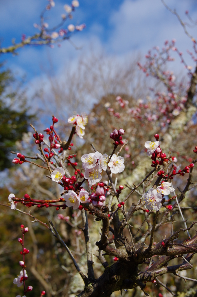 成田山公園　梅林④