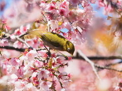 桜でご飯②