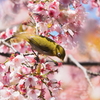 桜でご飯②