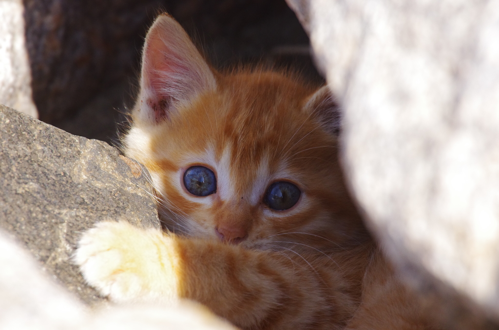 見ていた子猫