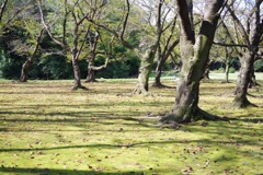 枯れ木