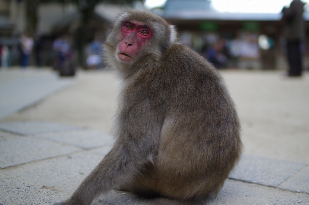 大分県高崎山 猿