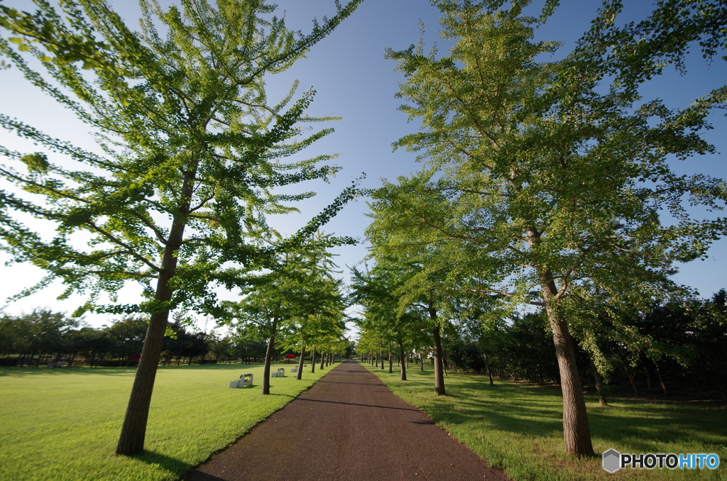 島見緑地公園の銀杏の木