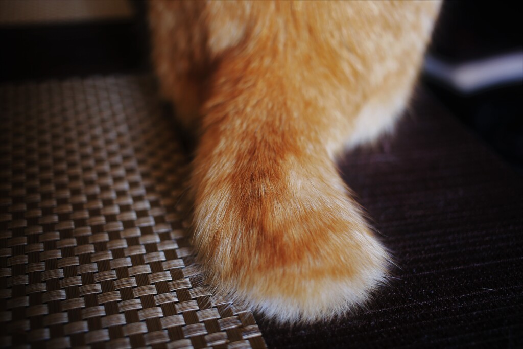 兄のしっぽ