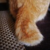 兄のしっぽ