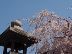 桜・伏見稲荷～1