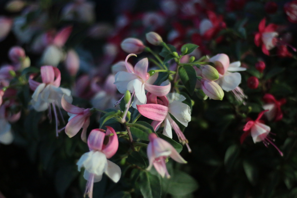 陽の落ちたベランダにて　２