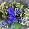 名残の紫陽花