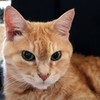 猫photo