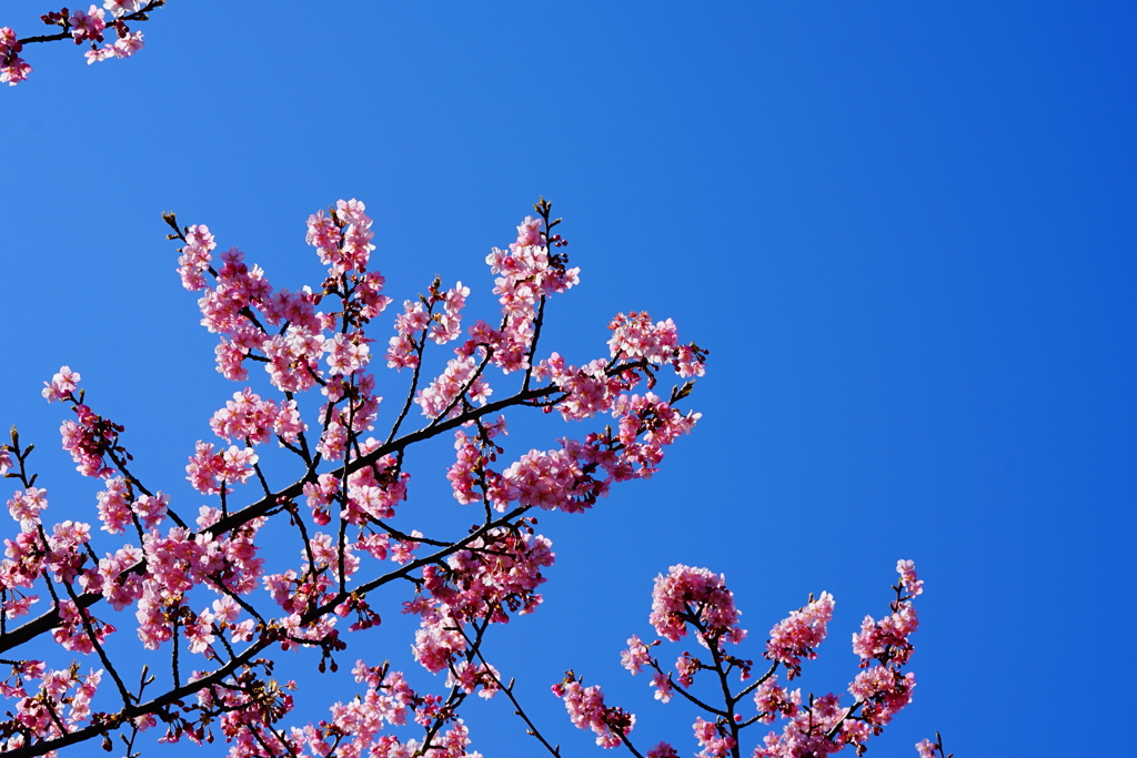桜日和～1