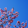 桜日和～1