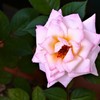 君は薔薇より美しい