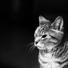 猫photo  005