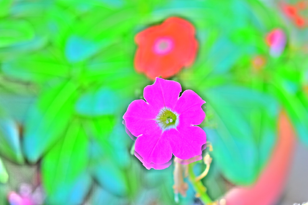 鮮やかな幻想