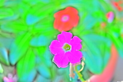 鮮やかな幻想