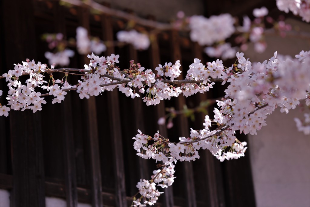 桜　雅姿