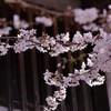 桜　雅姿