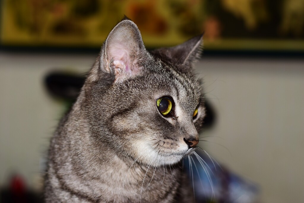 愛息猫