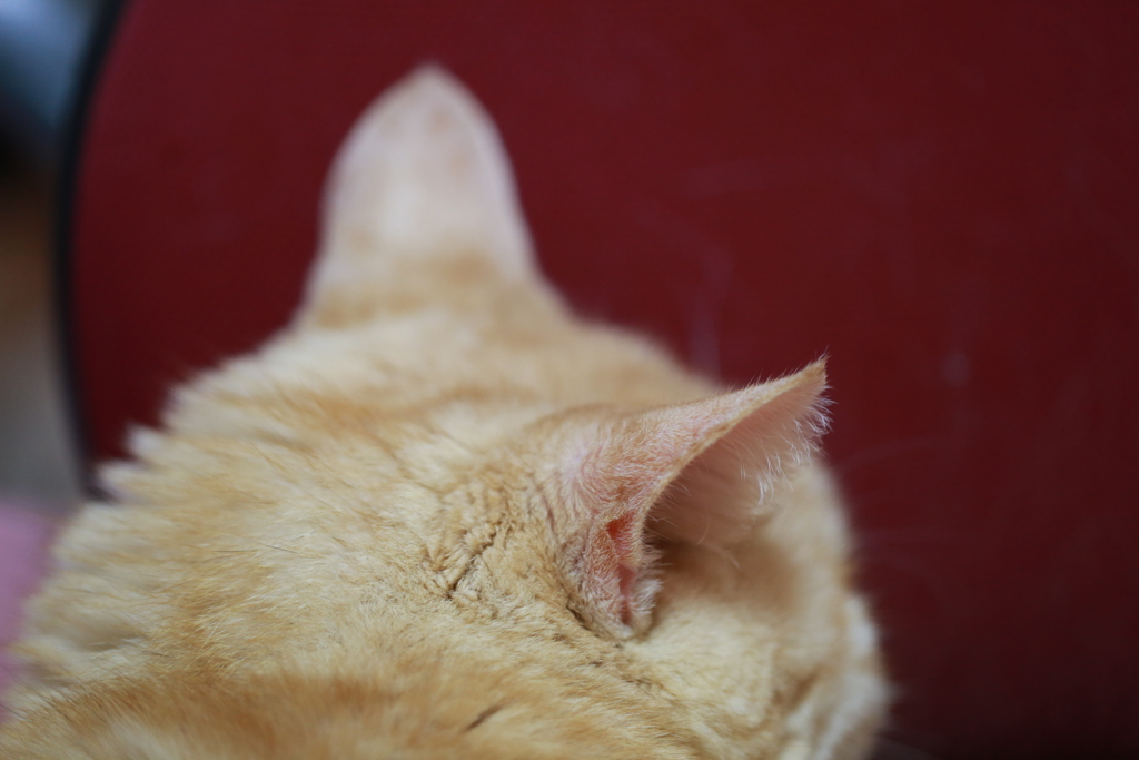 猫耳