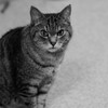 猫photo