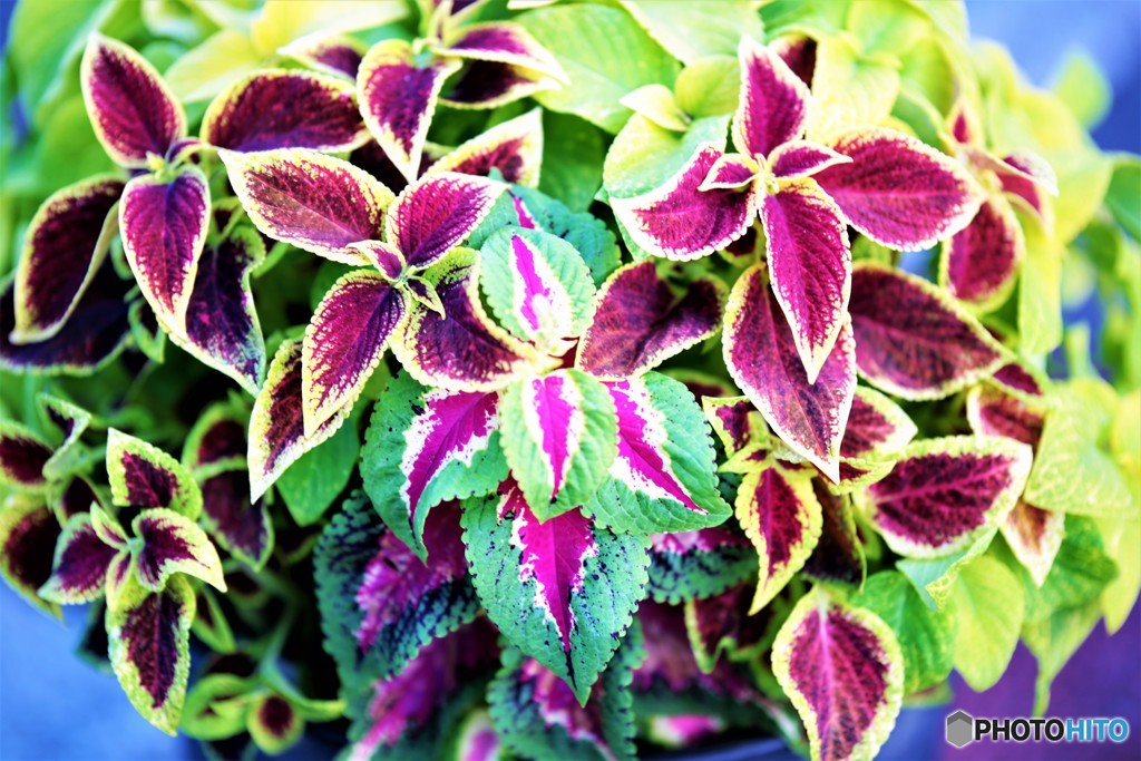 ＰＯＩＳＯＮな・・・