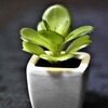 ｌｉｔｔｌｅ　ｇｒｅｅｎ