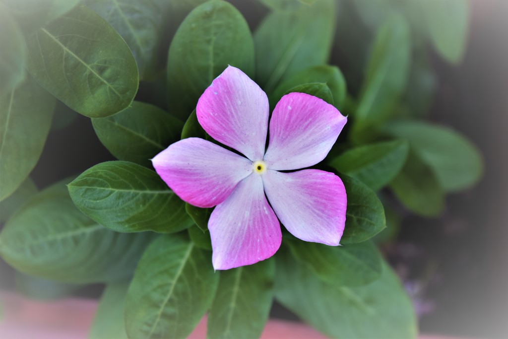 我贈美瑛娘～謝々