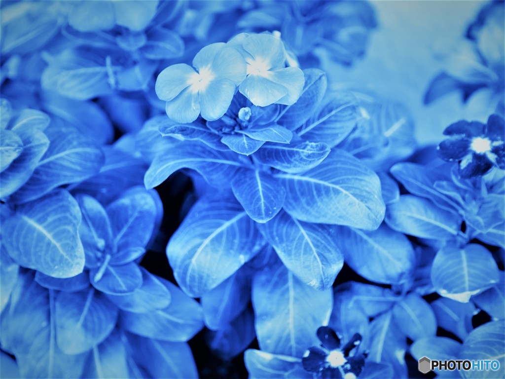 Wonder　Blue