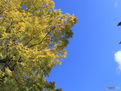 秋色の青