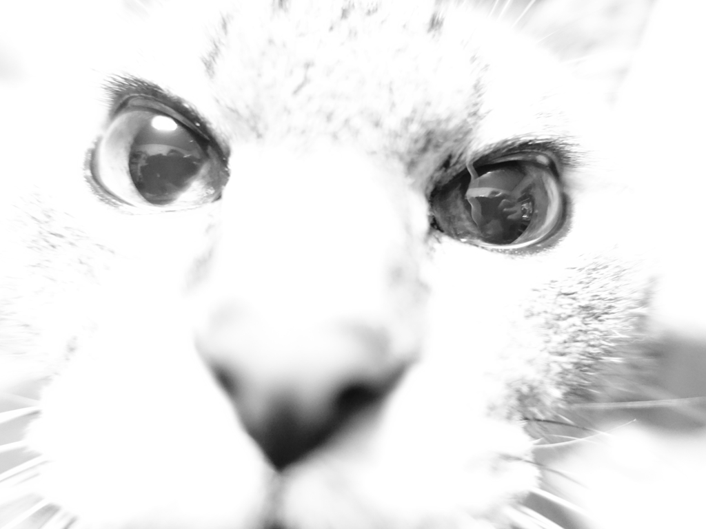 猫の睫毛