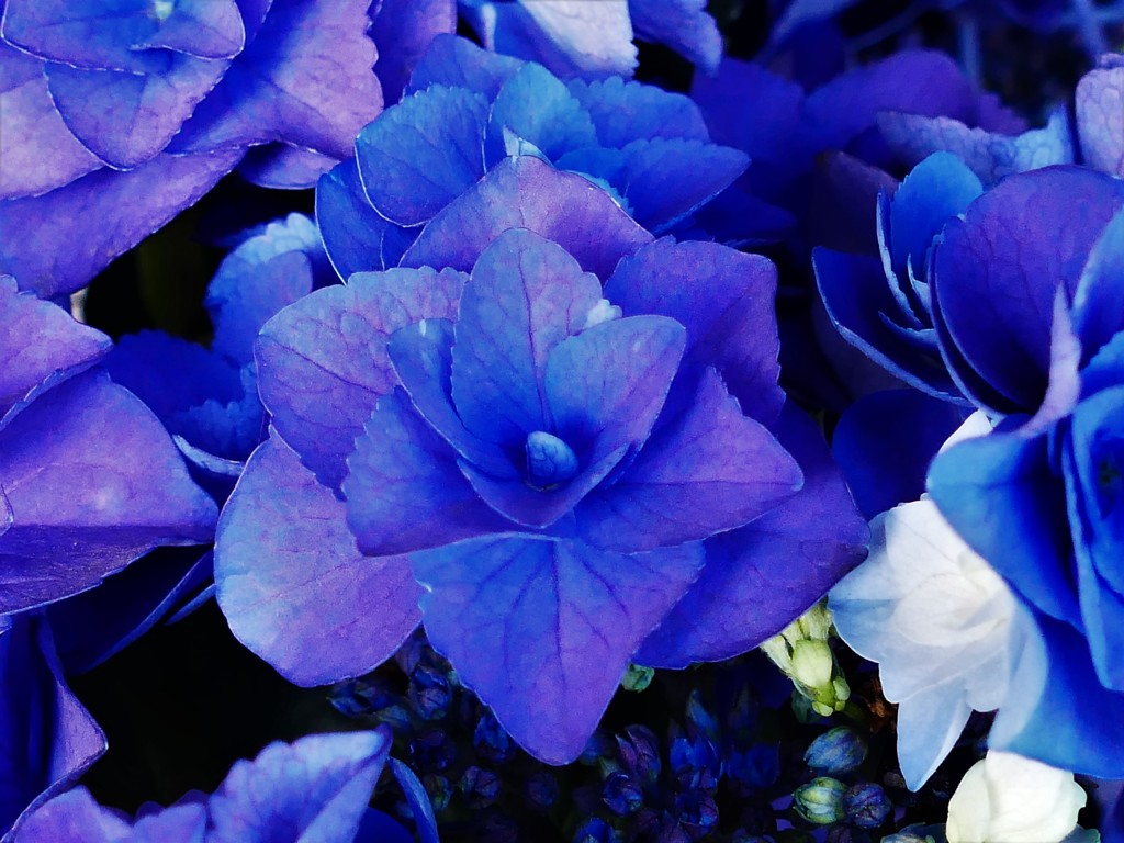 紫陽花