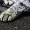 猫の手～っ！！