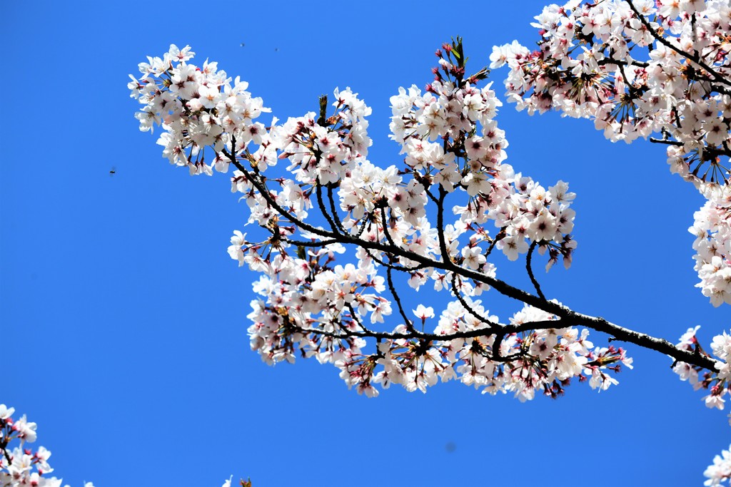 桜だより