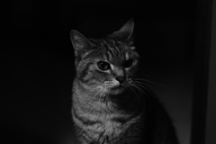 猫photo　004　猫肖像